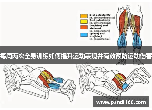 每周两次全身训练如何提升运动表现并有效预防运动伤害